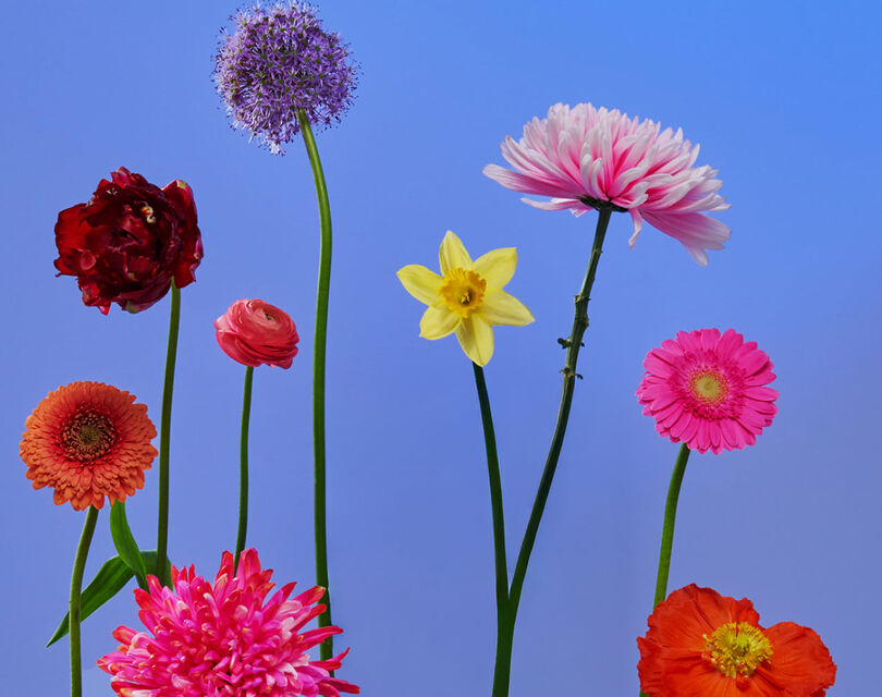 Verschillende kleurrijke bloemen tegen een blauwe achtergrond