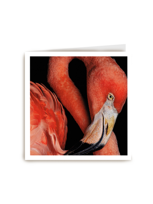 blanco kaart flamingo