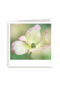 Sterktekaart Blanco met bloem Polaroid