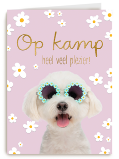 Hond op kamp