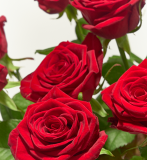 Boeket Rode Rozen Luxe