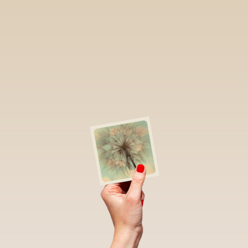 love blooms here