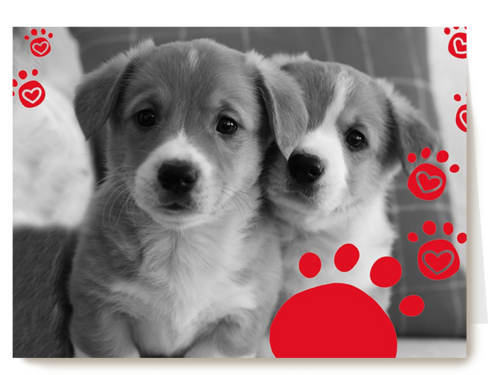 twee schattige hondjes