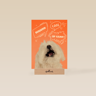 Hond cool op kamp oranje