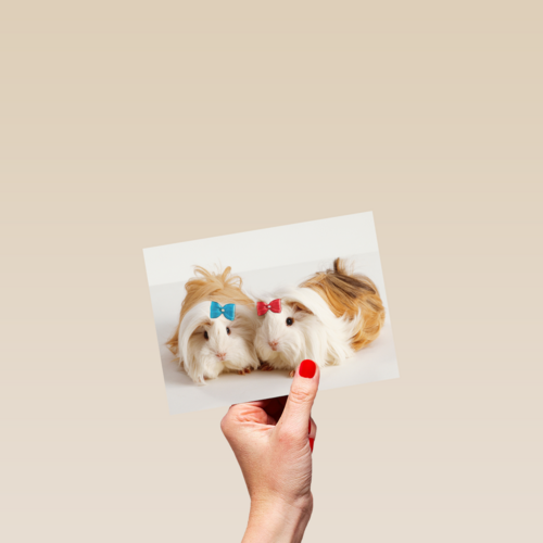 hamsters met strikjes