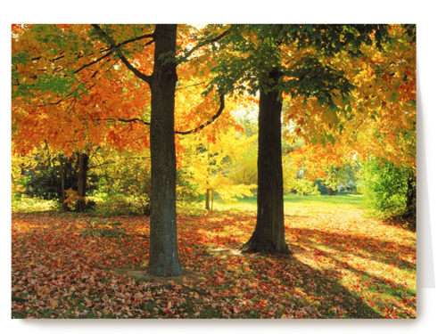 een zonnige namiddag in de herfst