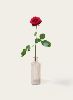 Single Roos Rood Met Vaas