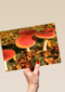 Paddenstoelen in de herfst