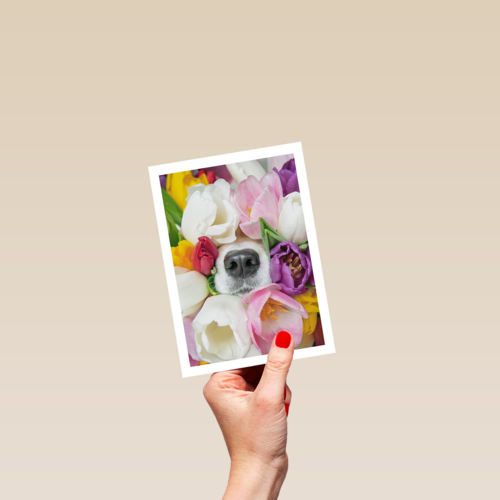 Fleurige hond