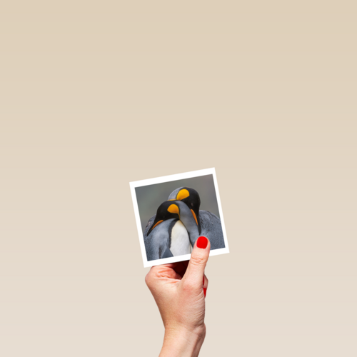 blanco kaart pinguins