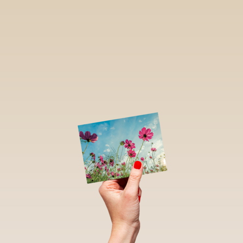 roze bloemen tegen een blauwe lucht