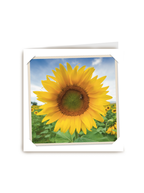 flash zonnebloem
