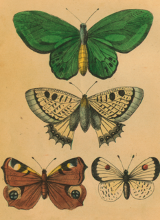 herfst kaart driemaal vlinders