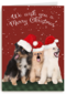 Kerstmis Honden Met Kerstmuts