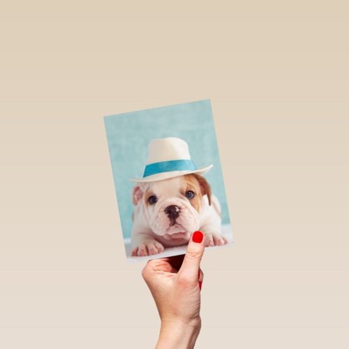 hond met hoed op