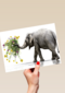 Chromazone Olifant boeket