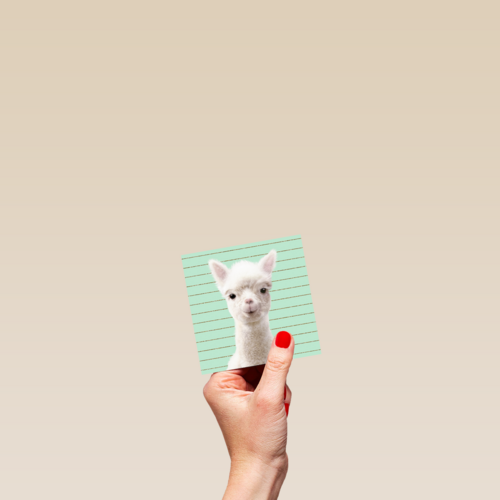 Blanco kaart alpaca
