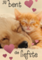 Valentijn Jij bent de liefste hond kat
