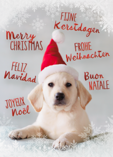 kerstkaart puppy met kerstmuts