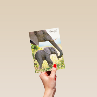 baby olifant