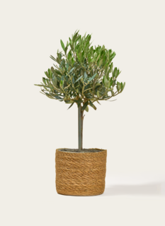 Olijfboompje Met Stijlvolle Mand