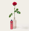 Single Roos Rood Met Vaas en Ayurveda Foam