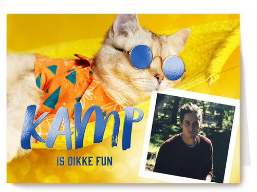 Kamp is dikke fun fotokaart kat