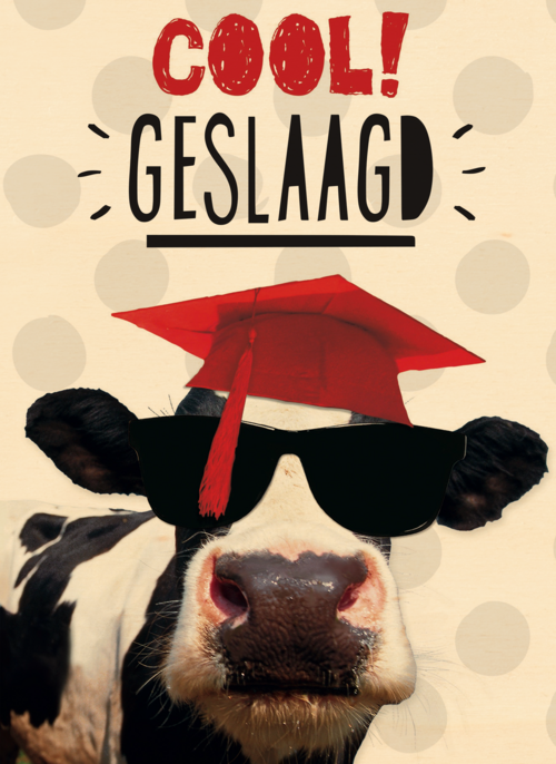 examen cool geslaagd koe