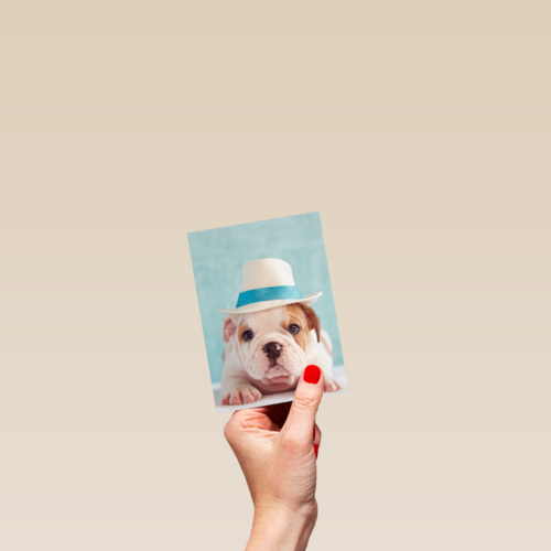 hond met hoed op