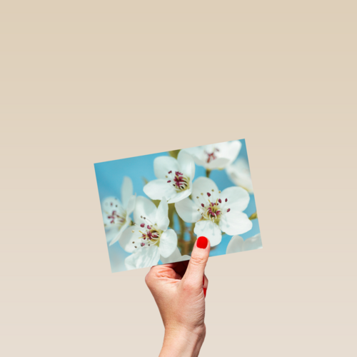mooie witte bloemen met roze en gele accenten