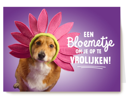 een bloemetje om je op te vrolijken