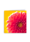 Blanco kaart rode dahlia