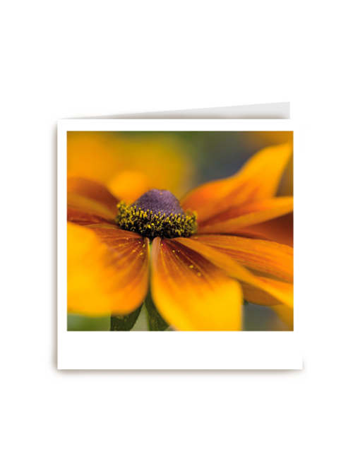 Kaart | Hallmark | Sterkte | Sterkte Kaart Gele Bloem Polaroid