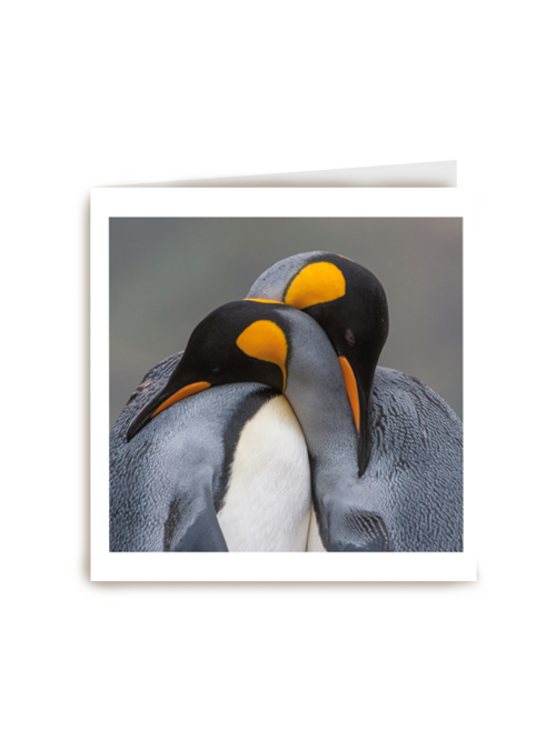blanco kaart pinguins