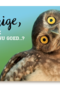 animal fiesta jarige zie ik het nu goed