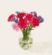 Brievenbusbloemen Roze Paars Mix