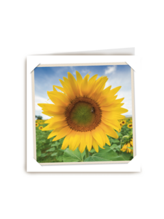 flash zonnebloem