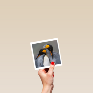 blanco kaart pinguins