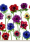 Chromazone Fleurige bloemen