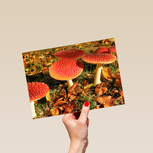 Paddenstoelen in de herfst