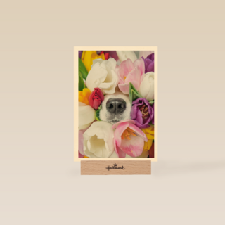 Fleurige hond