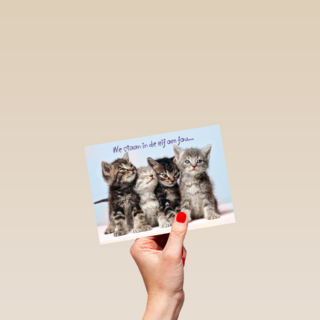 Kittens