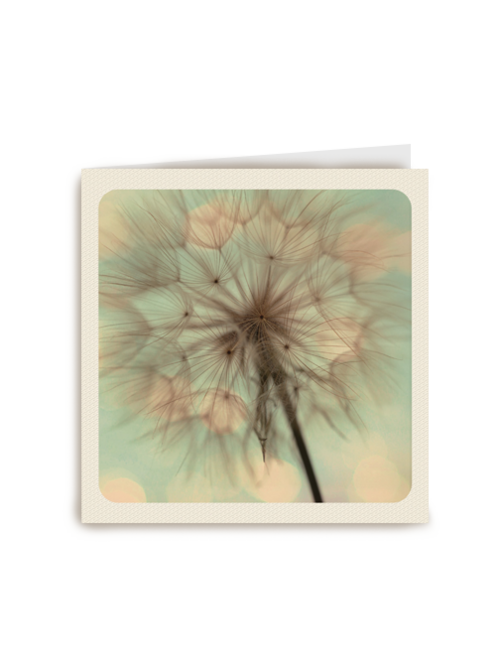 love blooms here