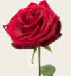 Single Roos Rood Met Vaas en Ayurveda Foam