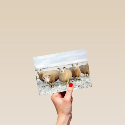 schapen in de sneeuw