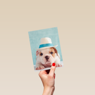 hond met hoed op