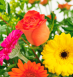 Boeket Bloemen Bonte Sparkel met Cote dOr Chokotoff