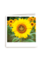 Beterschapskaart zonnebloem met smiley Polaroid