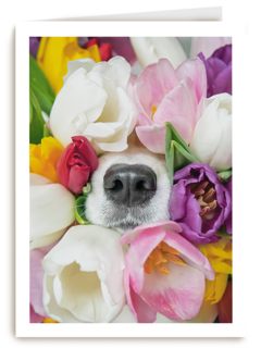 Fleurige hond