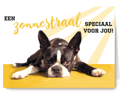 animal fiesta een zonnestraal speciaal voor jou